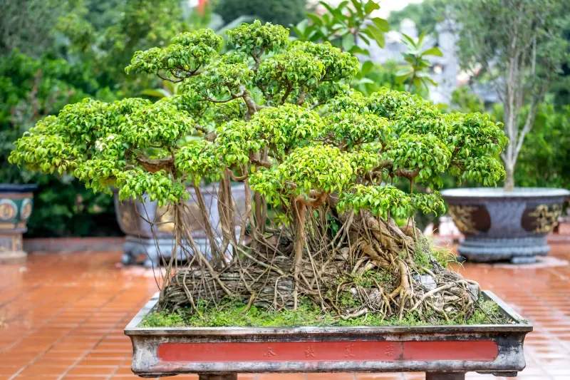 春の芽吹きを楽しむ盆栽の手入れポイント
