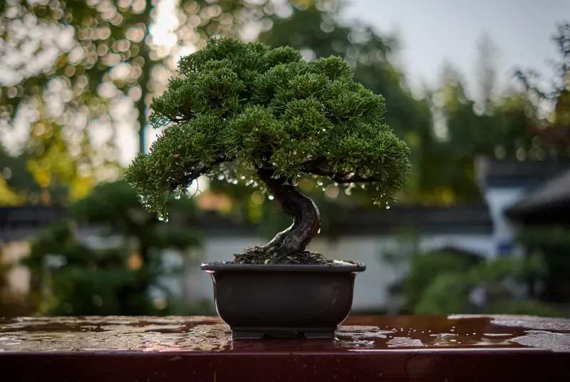 翠景盆栽スタジオ