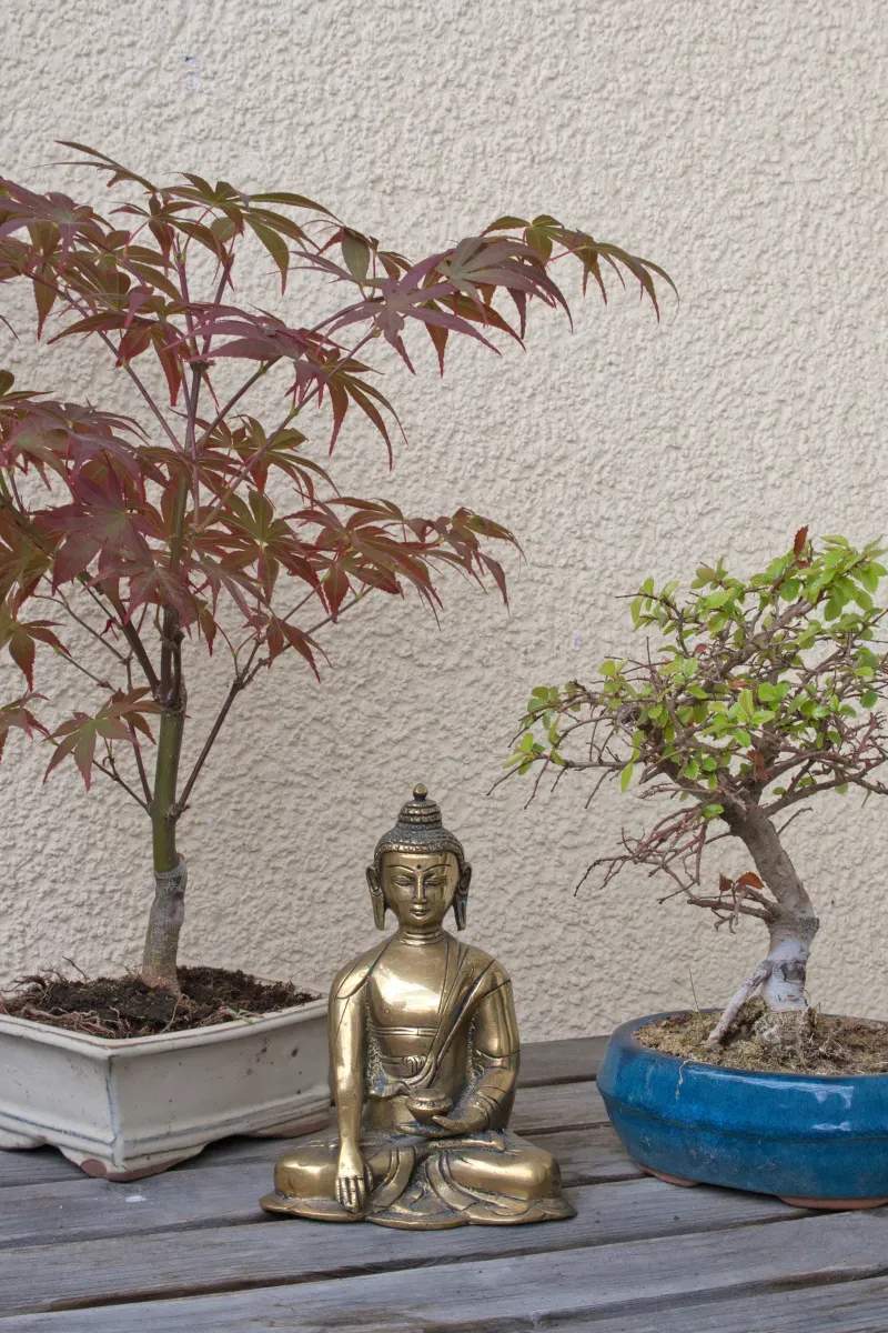 盆栽の植え替え・剪定サポート